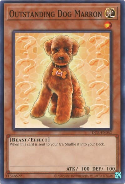Outstanding Dog Marron
