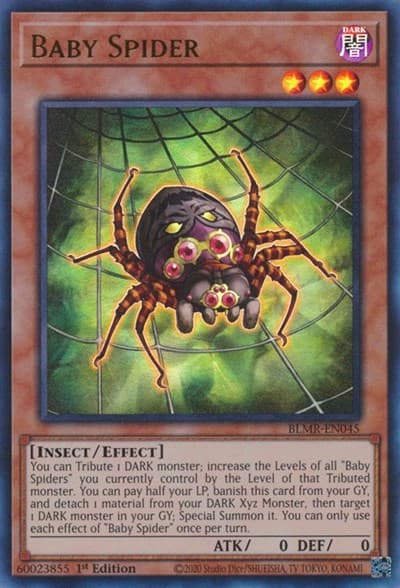 Baby Spider